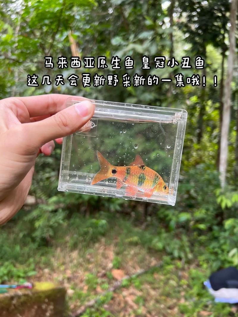 马来西亚tiktok原生ip_马来西亚原生ISP服务器_马来西亚原生鱼